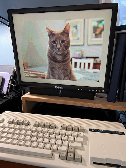 Photo of Huxley the cat, as a 256-color 320x200 IFF-ILBM file, displayed on a MEGA65